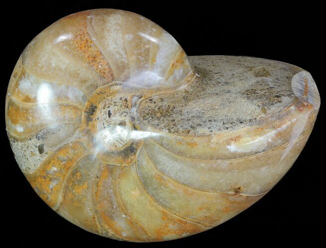 Polished Nautilus Fossil - Madagascar #67923